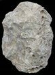 Polished Fossil Coral - Morocco #60042-1